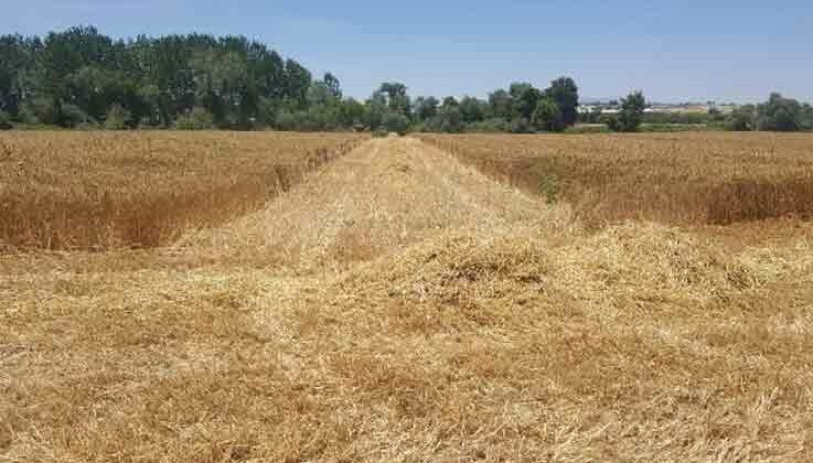 AÜ Ziraat Fakültesi buğday hasadında rekor kırdı