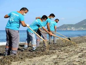 Alanya’da sahillerde yosunlar temizlendi