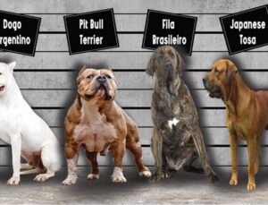 Bu köpekleri sahiplenen 11 bin lira ceza ödeyecek