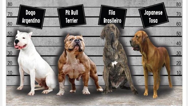 Bu köpekleri sahiplenen 11 bin lira ceza ödeyecek