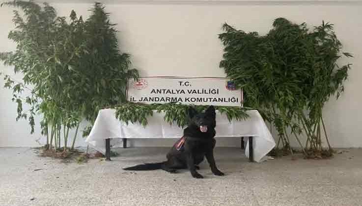 Gazipaşa’da uyuşturucu operasyonu: 1 gözaltı