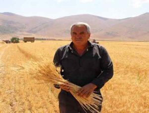 Ata tohumlarının hasadı yapıldı