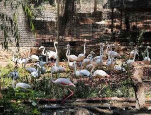 Yasadışı yollarla satılmak istenen 21 flamingoya el konuldu