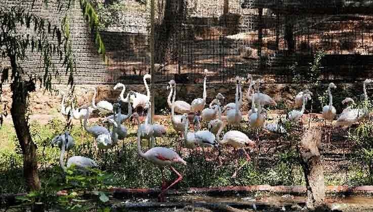 Yasadışı yollarla satılmak istenen 21 flamingoya el konuldu