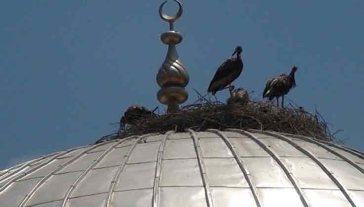 Sıcak hava leylekleri de vurdu, sanayideki atık yağlarla serinlemeye çalışan leyleklerin rengi siyaha döndü