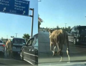 Antalya’da firari dana araç trafiğinde ilerledi