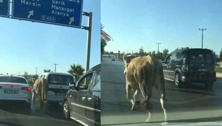 Antalya’da firari dana araç trafiğinde ilerledi