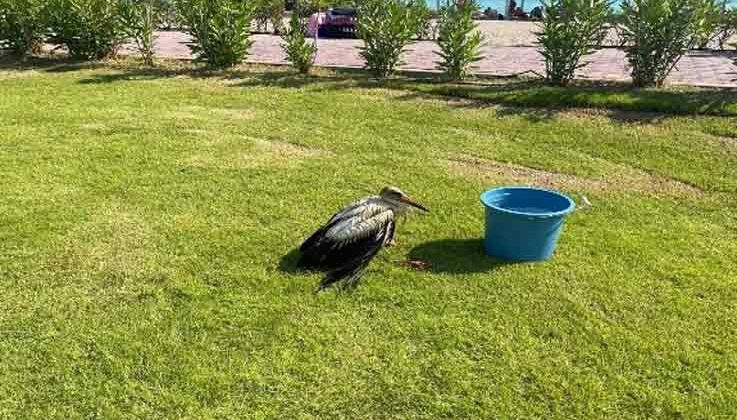 Serinlemek için kimyasal atık yağa giren bir leylek yavrusu daha kurtarıldı