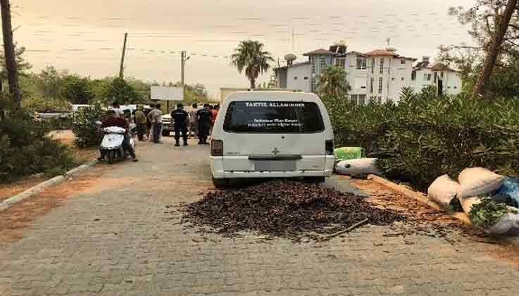 Alanya’da orman nöbetindeki vatandaşlar, keçiboynuzu hırsızlarını yakaladı