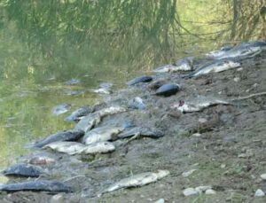 Manavgat’ta çamura dönen göletlerde balık ölümleri