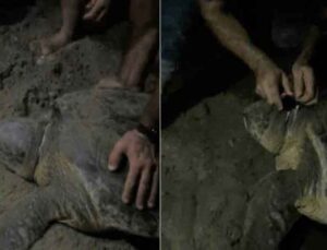 Boynuna ip dolanan caretta caretta’yı cam parçası ile kurtardılar