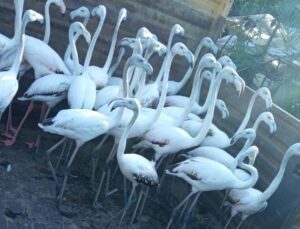 Yasa dışı yollardan ele geçirdikleri flamingoların kanatlarını kesmişler