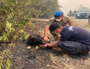 Alevlerin arasından kurtardıkları köpeğe, elleriyle su içirdiler