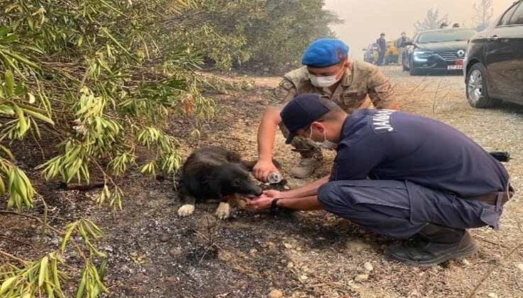 Alevlerin arasından kurtardıkları köpeğe, elleriyle su içirdiler