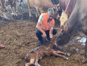 Yangından kurtarılan gebe inek sağlıklı şekilde doğum yaptı