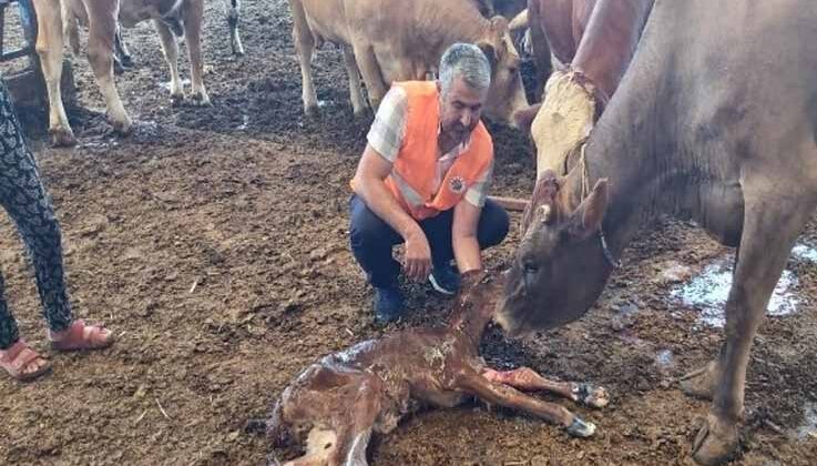 Yangından kurtarılan gebe inek sağlıklı şekilde doğum yaptı