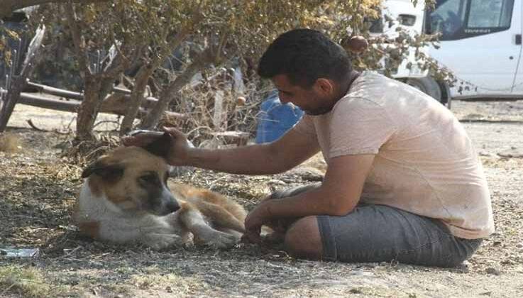 Yangında kaybolan köpeği 4 gün sonra geri geldi, gözlerine inanamadı