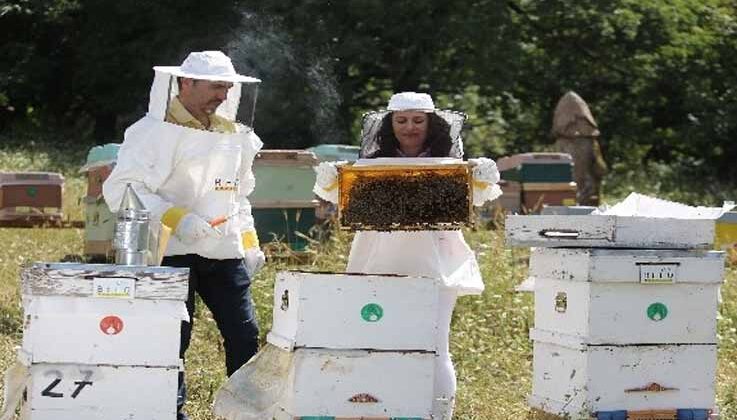 Ülke genelindeki orman yangınları arıları ve arıcılığı tehdit ediyor