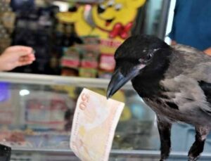 Marketçinin yolda bulduğu karga, mahallenin maskotu oldu