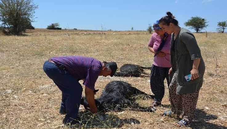 Korkuteli’de 25 küçükbaş hayvan telef oldu