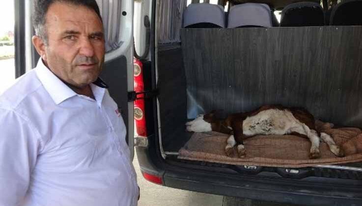 Yangından 1 gün önce doğan buzağı telef oldu