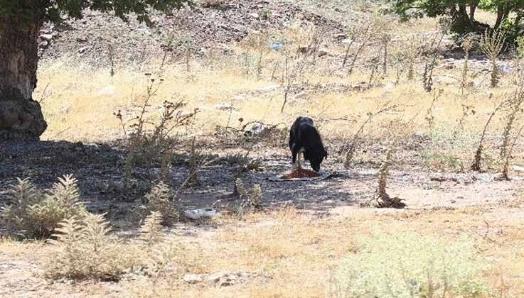 Alanya Belediyesi’nden sokak hayvanları çalışması