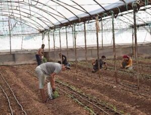 Antalya’da sezonun ilk domates fidanları toprakla buluştu