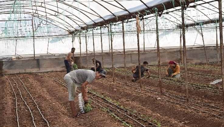 Antalya’da sezonun ilk domates fidanları toprakla buluştu