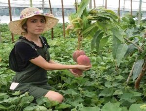 Üniversiteli Burçin mezun olup çiftçiliğe başladı, ilçedeki ilk mango hasadını yaptı