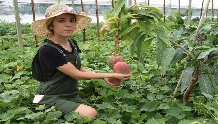 Üniversiteli Burçin mezun olup çiftçiliğe başladı, ilçedeki ilk mango hasadını yaptı