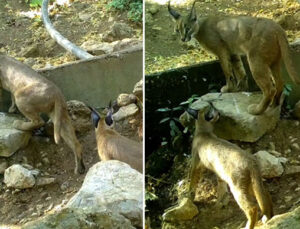 ‘Ormanın hayalet kedisi’ Antalya’da görüntülendi