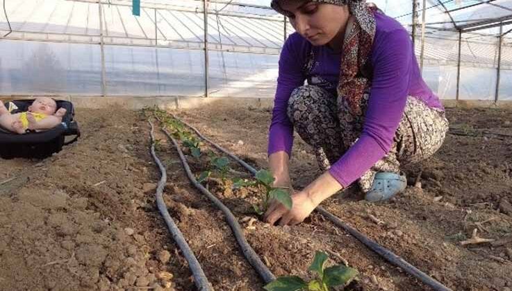 Kumluca’da seralarda dikimler başladı