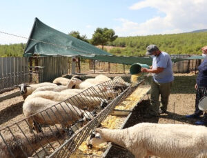 Koyunları telef olan aileye 15 koyun hediye edildi