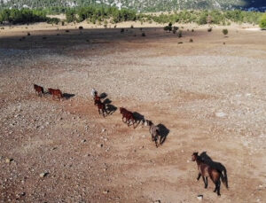 Yangından etkilenen Antalya’nın vahşi güzelliği ‘yılkı atları’ yaşam alanlarına geri döndü