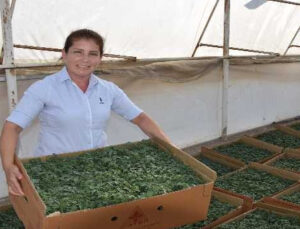 Aksu’da 40 bin dekar sera alanında kışlık domates ve biber ekimi başladı