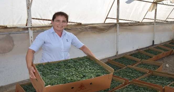 Aksu’da 40 bin dekar sera alanında kışlık domates ve biber ekimi başladı