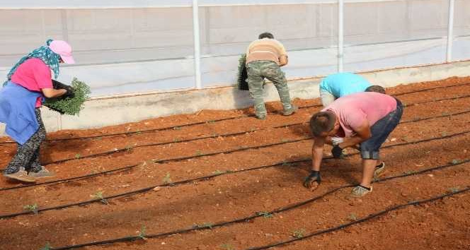 AÜ, ürüne özgü sera plastiği geliştirecek