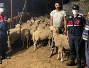 Ağılın kapısının açık unutulmasını fırsat bilip kaçan 46 koyun, jandarma tarafından bulundu
