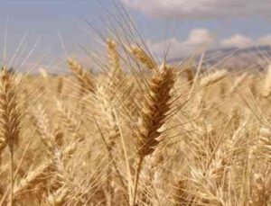 Büyükşehir Belediyesinden çiftçiye hibe buğday tohumu desteği