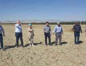 Antalya’da Karakılçık buğdayı üretilmeye başlandı