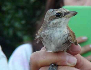 Üniversiteli gençler, doğada kuşların yaşamını öğrenmek için bir araya geldi