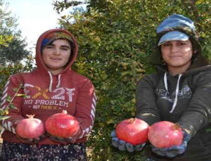 129 kilometre uzaktan Aksu’ya nar hasadına geliyorlar