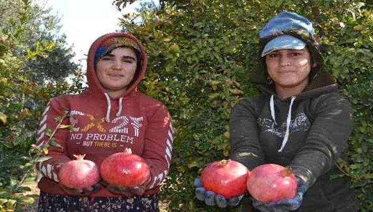 129 kilometre uzaktan Aksu’ya nar hasadına geliyorlar