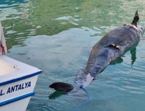 Antalya’da kıyıya yalancı katil balina ölüsü vurdu