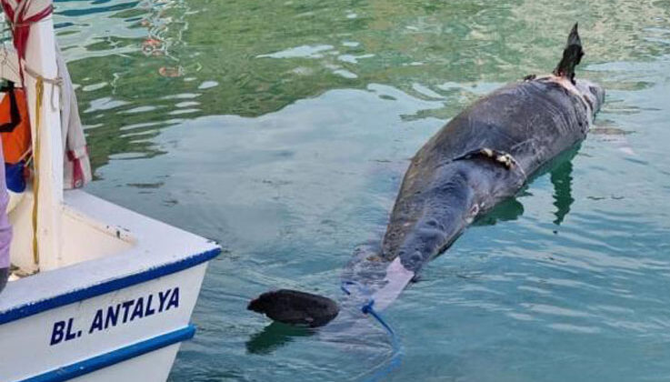 Antalya’da kıyıya yalancı katil balina ölüsü vurdu