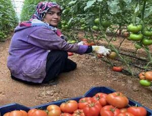 Antalya’daki seralarda domates hasadı başladı
