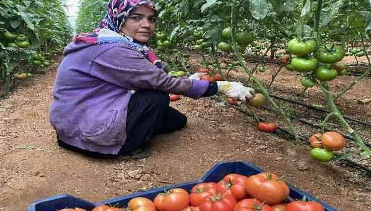 Antalya’daki seralarda domates hasadı başladı