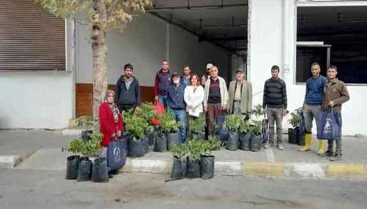 Yangından etkilenen ailelere ceviz fidanı desteği