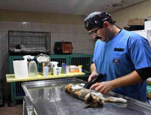 Kemer’de Ekim ayında 250 hayvan tedavi edildi