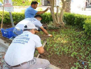 Kemer’de 30 bin çiçek dikildi